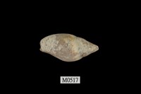 藏品(筆螺)的圖片